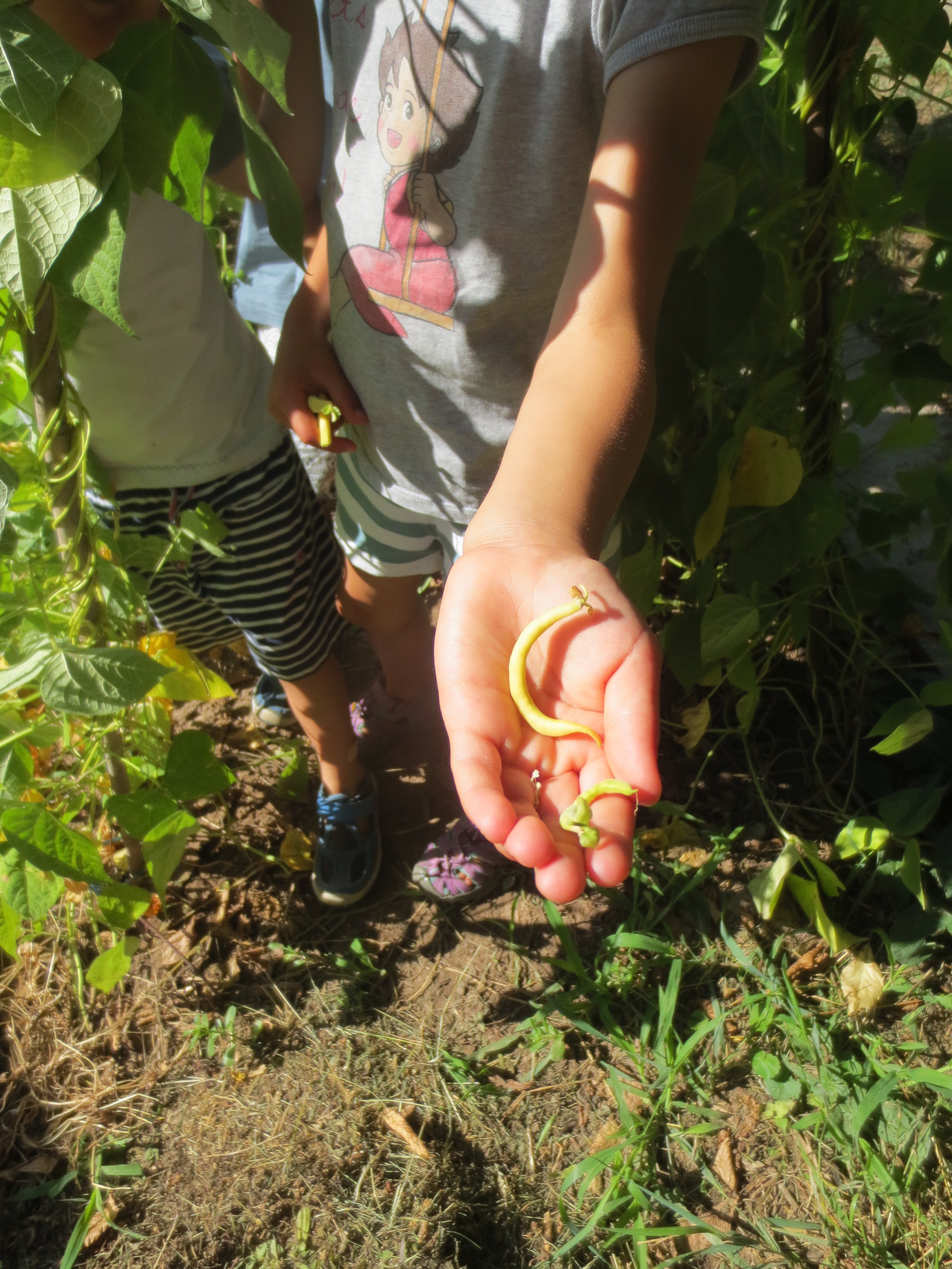 Bohnenernte im Bauernhof-Kindergarten