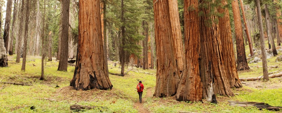 Der Riesenmammutbaum ist in der Sierra Nevada heimisch.