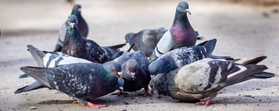Tauben