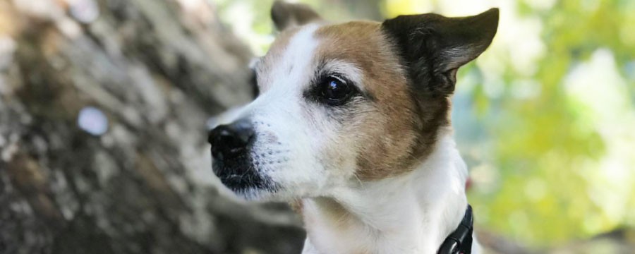 Der Hundeführerschein macht Schule