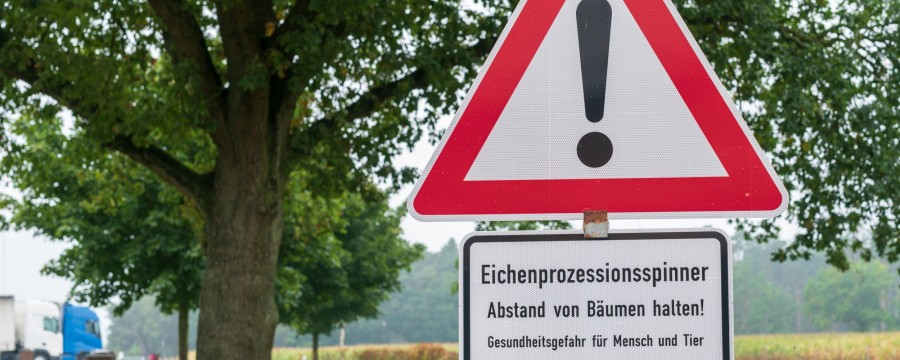 Warnhinweis auf Eichenprozessionsspinner