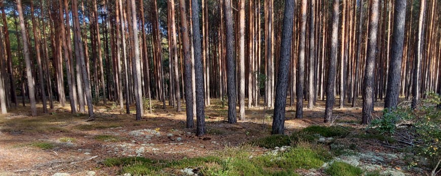 Waldbrände werden zur akuten Gefahr – wie sich Kommunen in ländlichen Regionen besser wappnen können