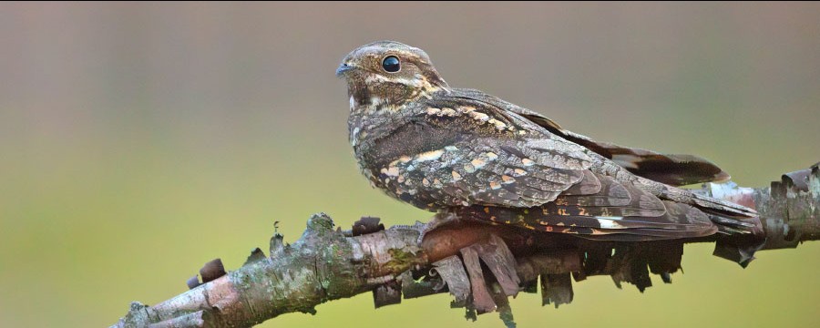 Ziegenmelker Nachtschwalbe