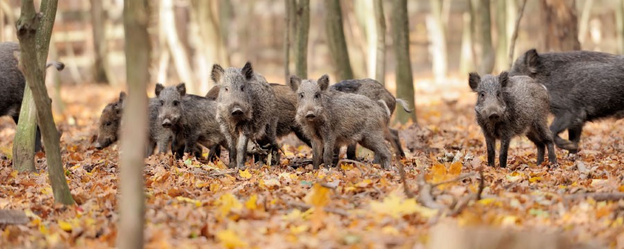 Wildschweine