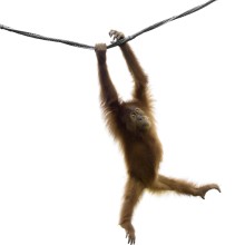 Deutschlands Tierparks in der Krise - wie Kommunen helfen können