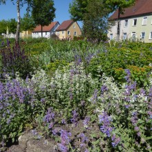 Das Rathaus in Bad Saulgau: Auch hier grünt und blüht es überall.