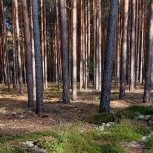 Waldbrände werden zur akuten Gefahr – wie sich Kommunen in ländlichen Regionen besser wappnen können