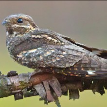 Ziegenmelker Nachtschwalbe